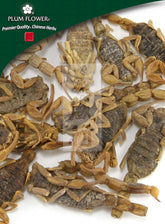 全谢,未硫化的马氏蟾蜍